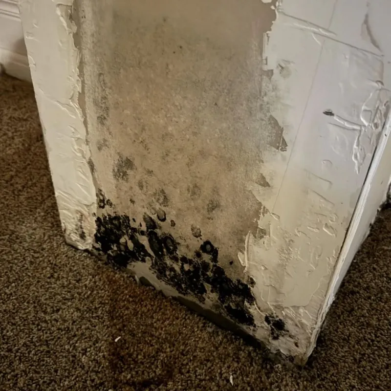 Professional Mold Removal in Dallam County, TX